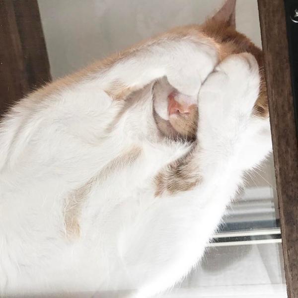 Muốn nhìn thấy 'bộ mặt thật' của bọn mèo, hãy mua ngay một tấm kính! Muốn nhìn thấy 'bộ mặt thật' của bọn mèo, hãy mua ngay một tấm kính!