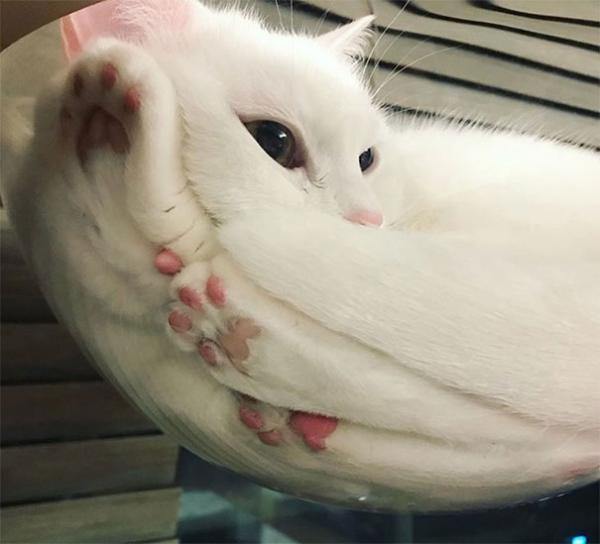 Muốn nhìn thấy 'bộ mặt thật' của bọn mèo, hãy mua ngay một tấm kính! Muốn nhìn thấy 'bộ mặt thật' của bọn mèo, hãy mua ngay một tấm kính!