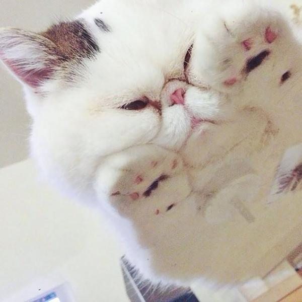 Muốn nhìn thấy 'bộ mặt thật' của bọn mèo, hãy mua ngay một tấm kính! Muốn nhìn thấy 'bộ mặt thật' của bọn mèo, hãy mua ngay một tấm kính!