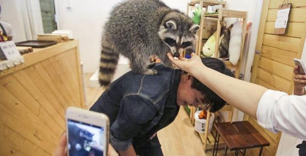 animal cafe 2