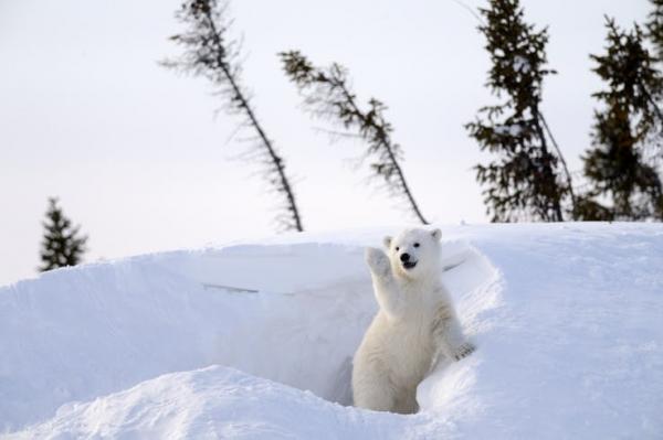 waving polar bear