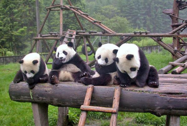 chengdu pandas f