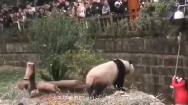 panda 1