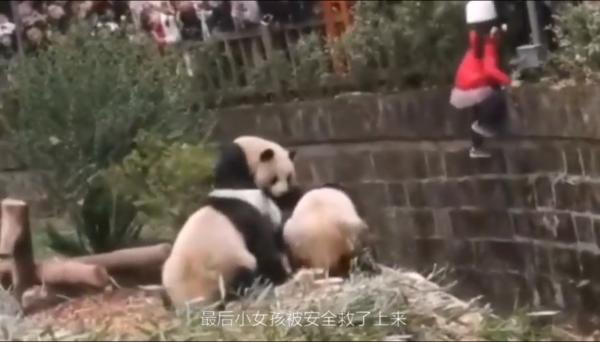 panda 4