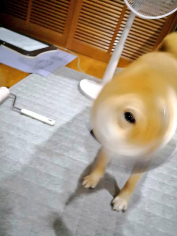 52688613 385754555337564 104779609836355584 n