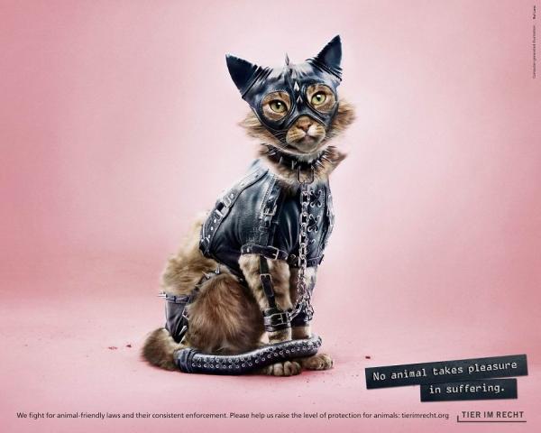 the foundation uses shocking images to make people aware that no animals take pleasure in suffering 5c6e85b87b33d 880