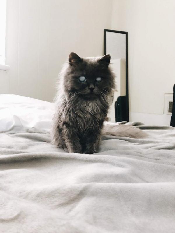 Merlin – chú mèo mù có kích thước chỉ bằng chai nước nổi đình đám cả Twitter Merlin – chú mèo mù có kích thước chỉ bằng chai nước nổi đình đám cả Twitter