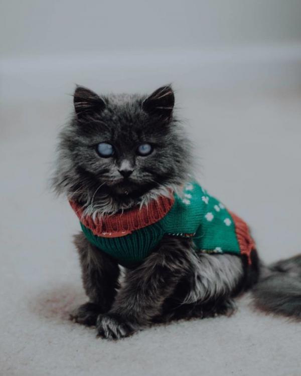 Merlin – chú mèo mù có kích thước chỉ bằng chai nước nổi đình đám cả Twitter Merlin – chú mèo mù có kích thước chỉ bằng chai nước nổi đình đám cả Twitter
