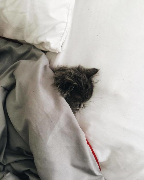 Merlin – chú mèo mù có kích thước chỉ bằng chai nước nổi đình đám cả Twitter Merlin – chú mèo mù có kích thước chỉ bằng chai nước nổi đình đám cả Twitter