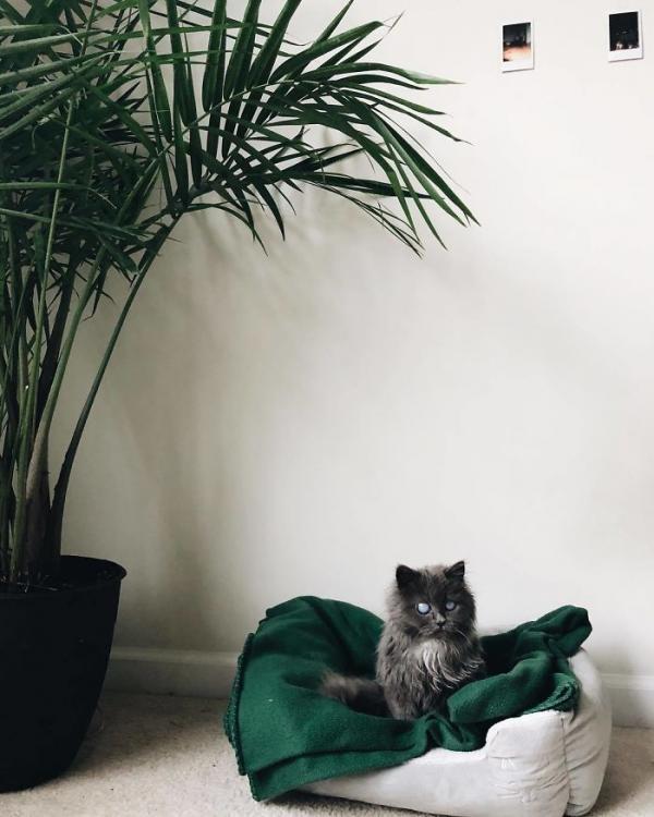 Merlin – chú mèo mù có kích thước chỉ bằng chai nước nổi đình đám cả Twitter Merlin – chú mèo mù có kích thước chỉ bằng chai nước nổi đình đám cả Twitter