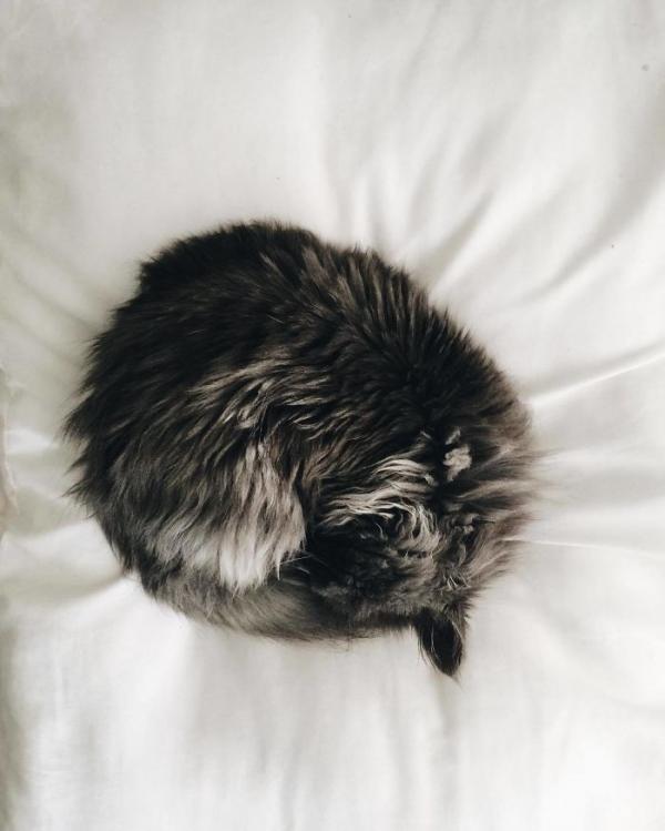 Merlin – chú mèo mù có kích thước chỉ bằng chai nước nổi đình đám cả Twitter Merlin – chú mèo mù có kích thước chỉ bằng chai nước nổi đình đám cả Twitter