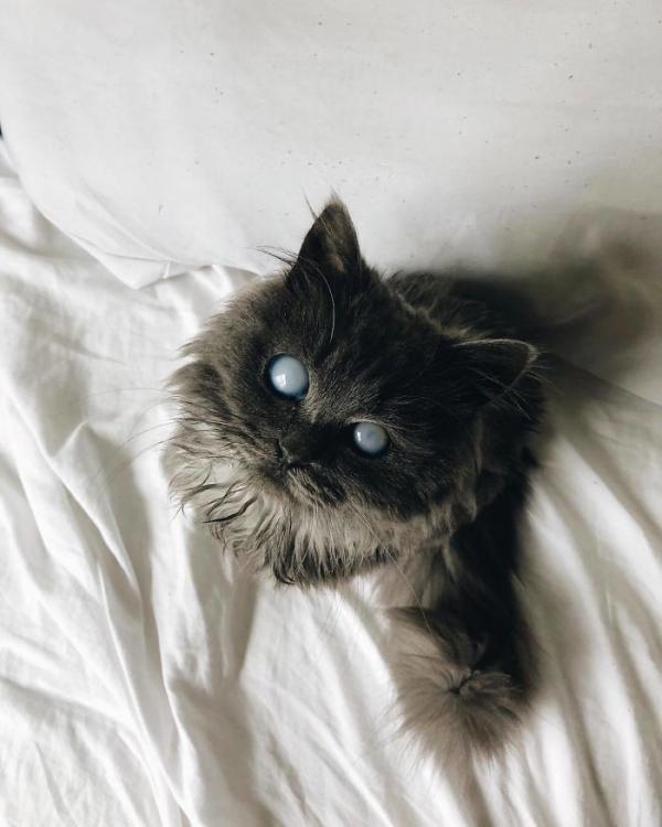 Merlin – chú mèo mù có kích thước chỉ bằng chai nước nổi đình đám cả Twitter Merlin – chú mèo mù có kích thước chỉ bằng chai nước nổi đình đám cả Twitter