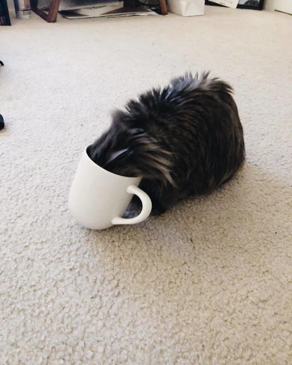 Merlin – chú mèo mù có kích thước chỉ bằng chai nước nổi đình đám cả Twitter Merlin – chú mèo mù có kích thước chỉ bằng chai nước nổi đình đám cả Twitter