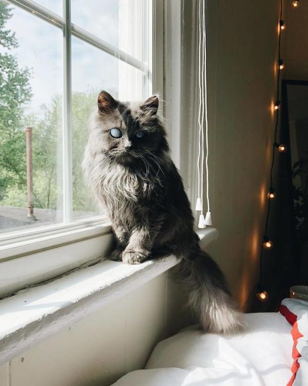 Merlin – chú mèo mù có kích thước chỉ bằng chai nước nổi đình đám cả Twitter Merlin – chú mèo mù có kích thước chỉ bằng chai nước nổi đình đám cả Twitter
