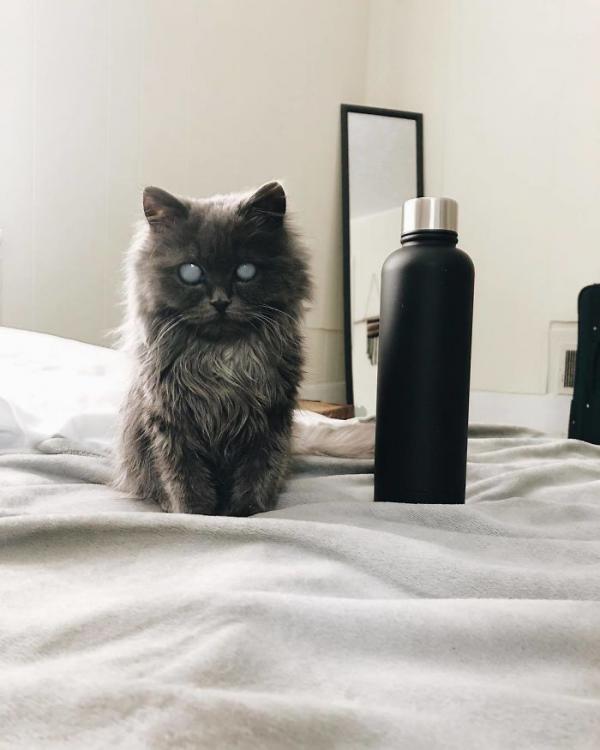 Merlin – chú mèo mù có kích thước chỉ bằng chai nước nổi đình đám cả Twitter Merlin – chú mèo mù có kích thước chỉ bằng chai nước nổi đình đám cả Twitter