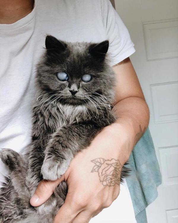 Merlin – chú mèo mù có kích thước chỉ bằng chai nước nổi đình đám cả Twitter Merlin – chú mèo mù có kích thước chỉ bằng chai nước nổi đình đám cả Twitter