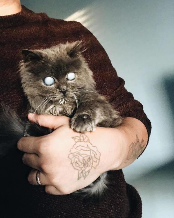 Merlin – chú mèo mù có kích thước chỉ bằng chai nước nổi đình đám cả Twitter Merlin – chú mèo mù có kích thước chỉ bằng chai nước nổi đình đám cả Twitter