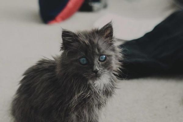 Merlin – chú mèo mù có kích thước chỉ bằng chai nước nổi đình đám cả Twitter Merlin – chú mèo mù có kích thước chỉ bằng chai nước nổi đình đám cả Twitter
