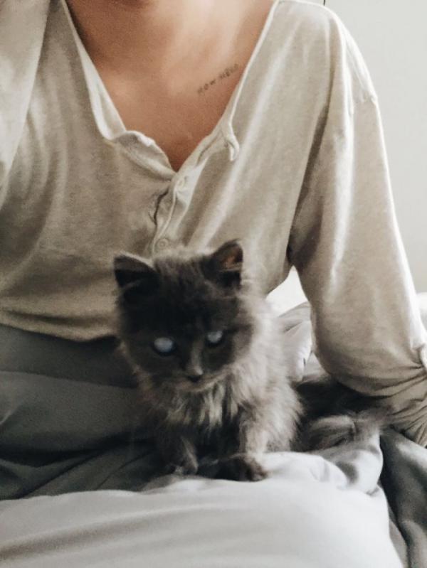 Merlin – chú mèo mù có kích thước chỉ bằng chai nước nổi đình đám cả Twitter Merlin – chú mèo mù có kích thước chỉ bằng chai nước nổi đình đám cả Twitter