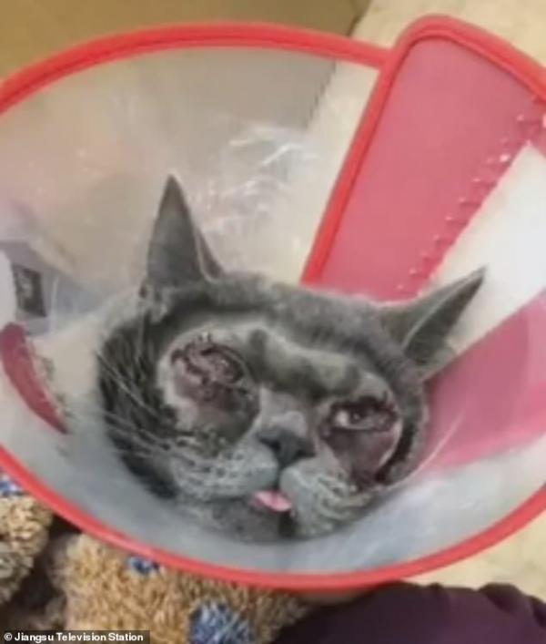 Phẫn nộ trước cảnh người chủ độc ác đưa mèo đi phẫu thuật mắt hai mí vì nghĩ 'nó quá xấu xí' Phẫn nộ trước cảnh người chủ độc ác đưa mèo đi phẫu thuật mắt hai mí vì nghĩ 'nó quá xấu xí'