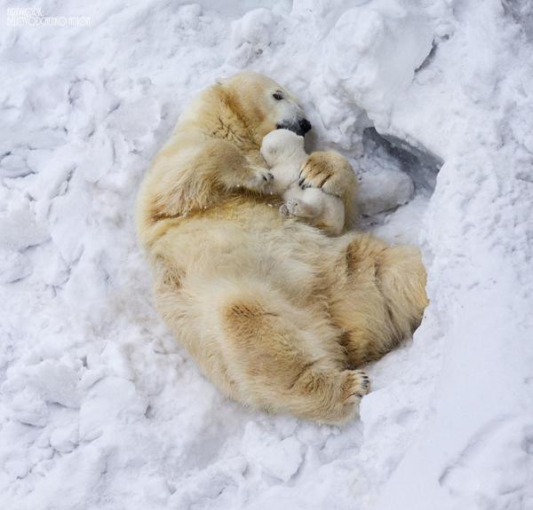 cute animal families 1