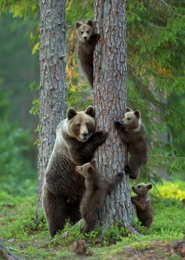 cute animal families 11 1