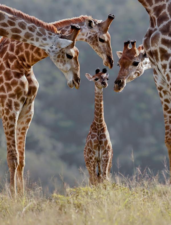 cute animal families 12
