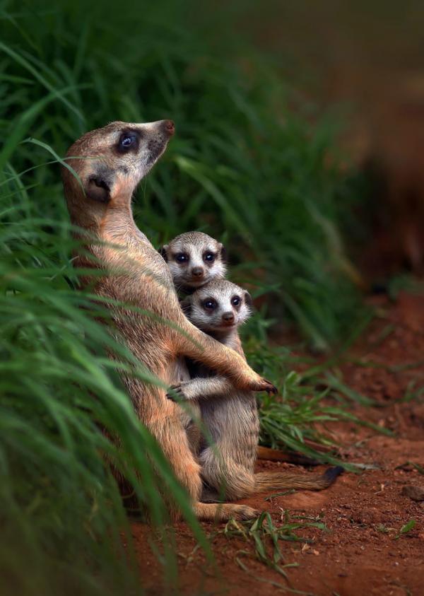 cute animal families 14