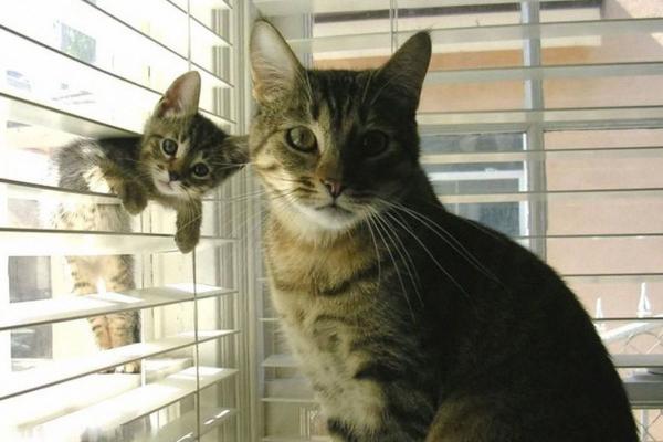 cute animal families 15