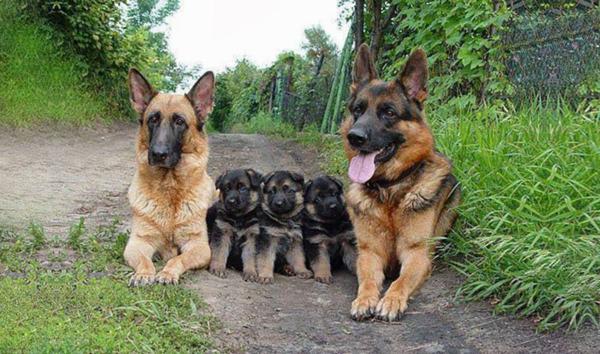 cute animal families 16
