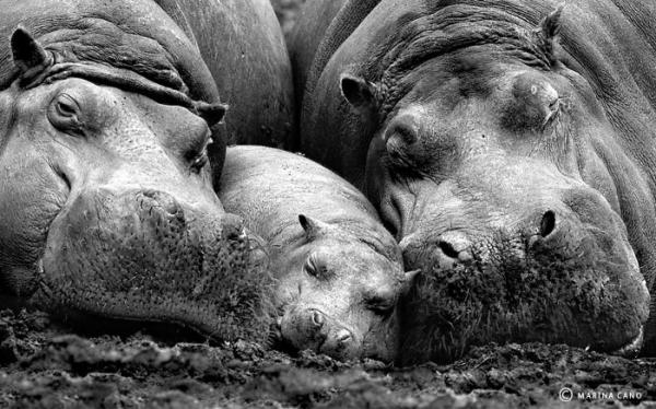 cute animal families 17