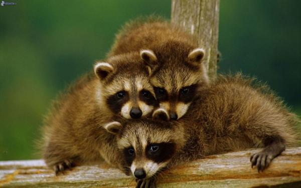 cute animal families 18