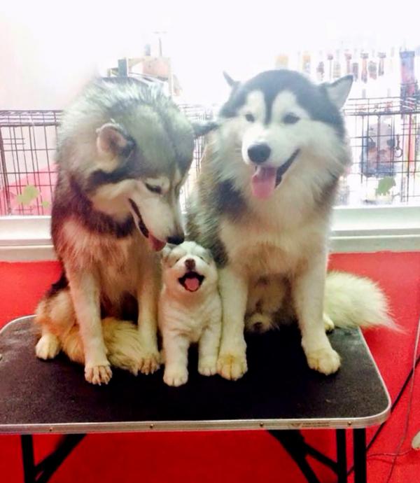 cute animal families 21