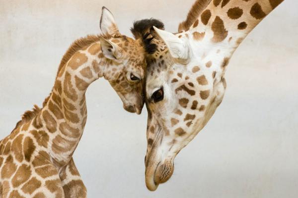 cute animal families 5