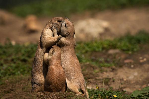 cute animal families 6