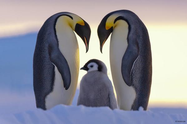 cute animal families 8