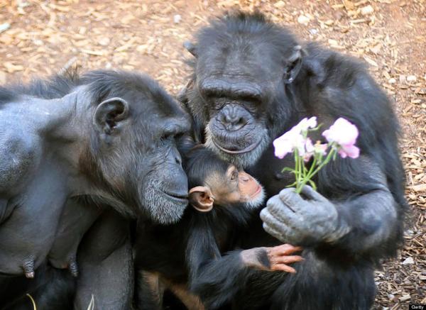 cute animal families 9