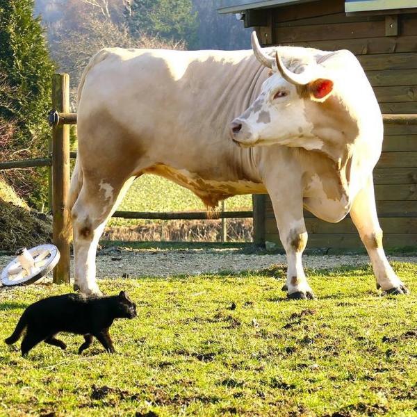 Chú bò hơn 1,3 tấn cứ nghĩ mình là... ngựa và còn thích nhảy vượt rào như ngựa Chú bò hơn 1,3 tấn cứ nghĩ mình là... ngựa và còn thích nhảy vượt rào như ngựa