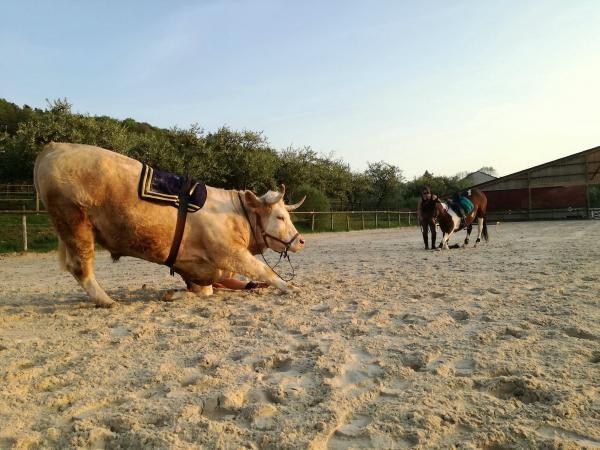 Chú bò hơn 1,3 tấn cứ nghĩ mình là... ngựa và còn thích nhảy vượt rào như ngựa Chú bò hơn 1,3 tấn cứ nghĩ mình là... ngựa và còn thích nhảy vượt rào như ngựa
