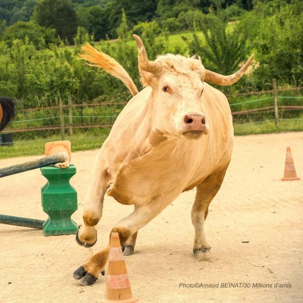 Chú bò hơn 1,3 tấn cứ nghĩ mình là... ngựa và còn thích nhảy vượt rào như ngựa Chú bò hơn 1,3 tấn cứ nghĩ mình là... ngựa và còn thích nhảy vượt rào như ngựa