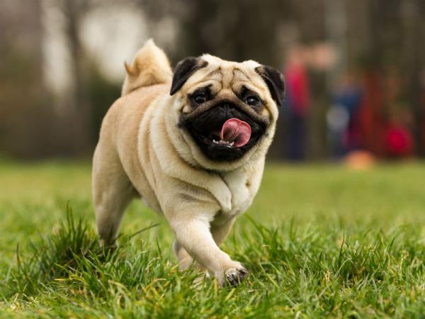 pug breed header