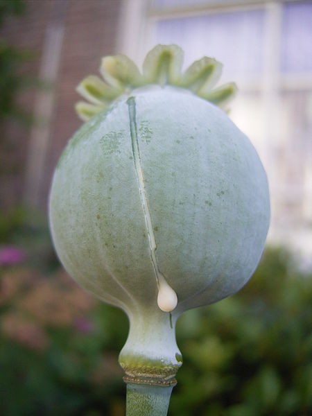 this photo shows seedhead opium poppy papaver somniferum white latex