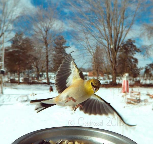 lost bird anh chim co 14