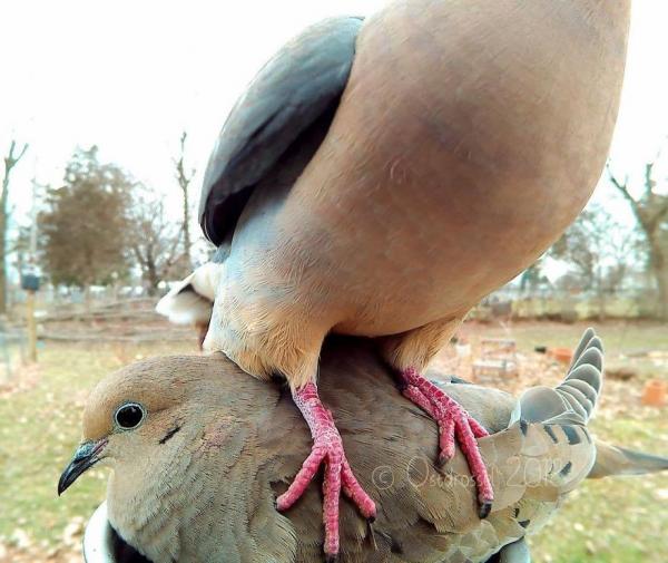 lost bird anh chim co 15