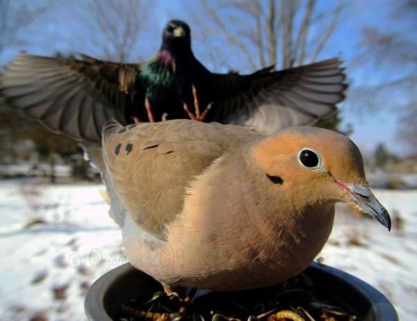 lost bird anh chim co 19