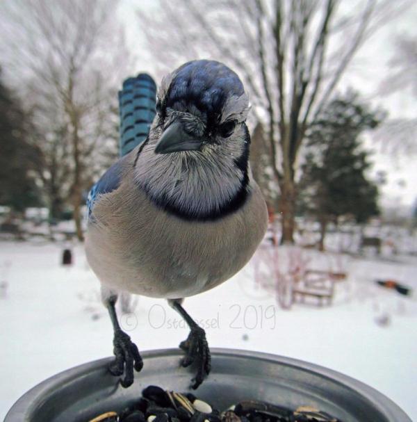 lost bird anh chim co 20