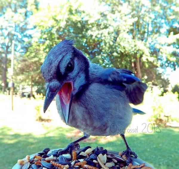 lost bird anh chim co 22