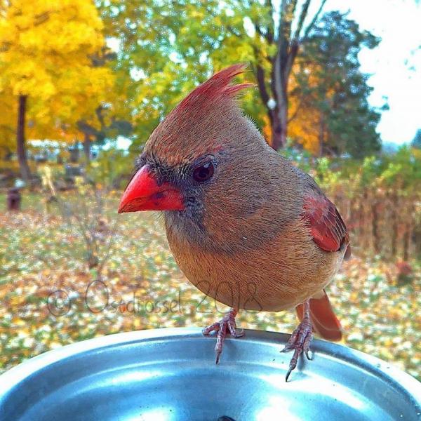 lost bird anh chim co 24