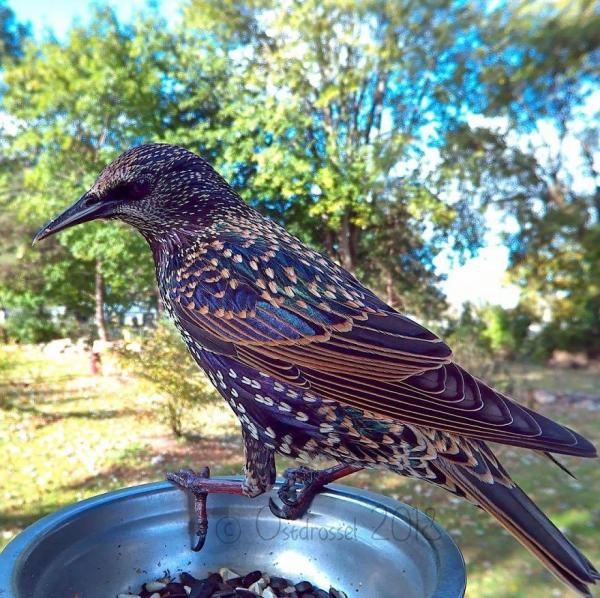 lost bird anh chim co 27