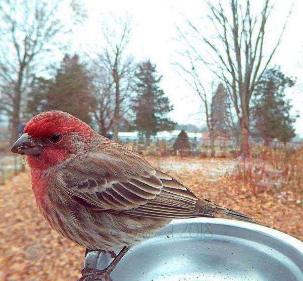 lost bird anh chim co 30